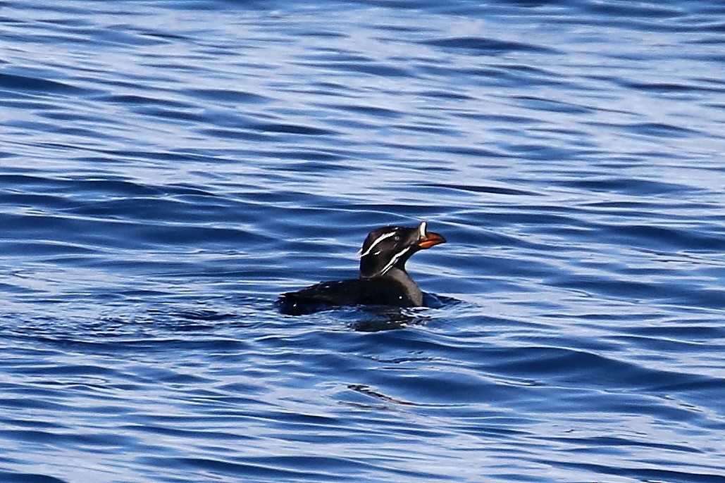 Rhinoceros Auklet - ML403326051