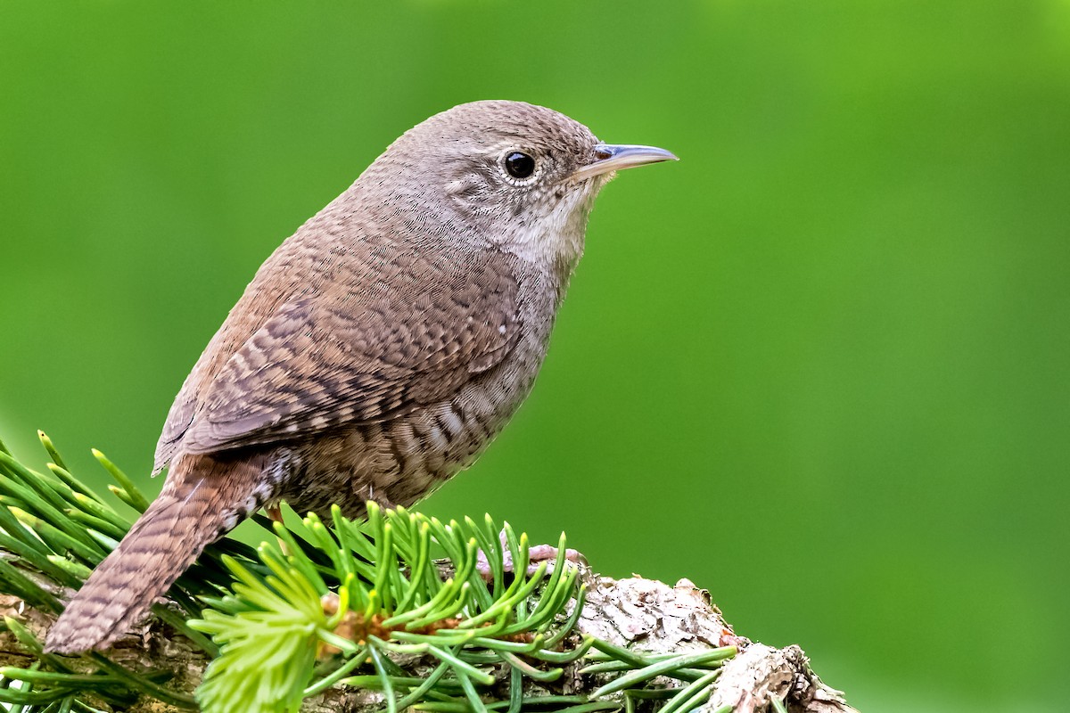 Northern House Wren - ML403326401