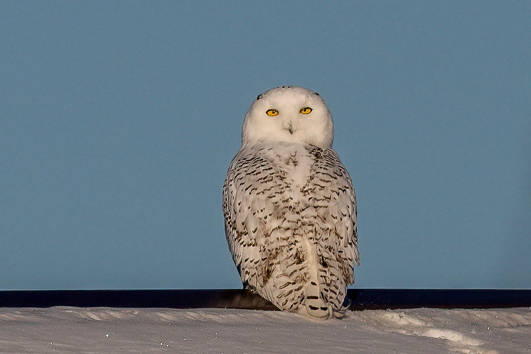 Snowy Owl - ML403326531