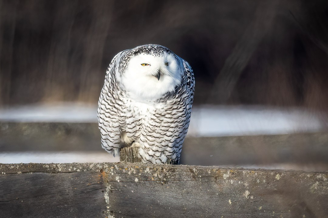 Snowy Owl - ML403326541