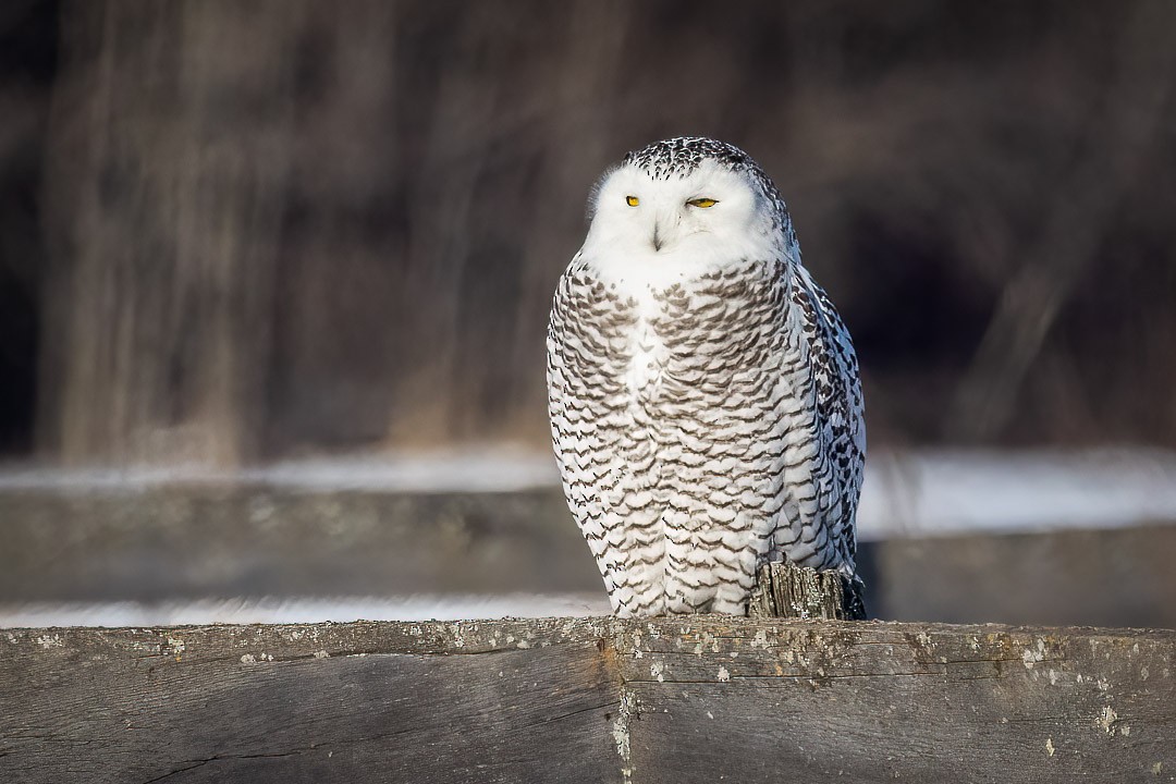 Snowy Owl - ML403326551