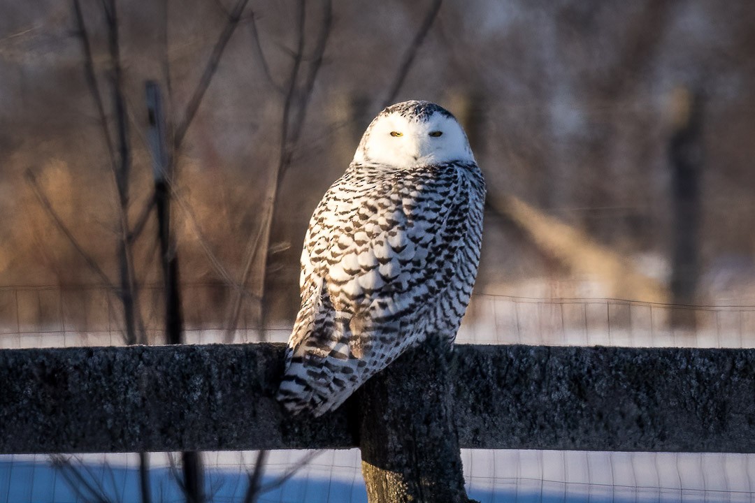 Snowy Owl - Sheri Minardi