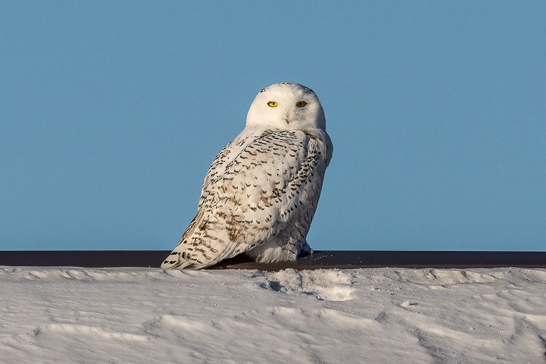 Snowy Owl - ML403326581