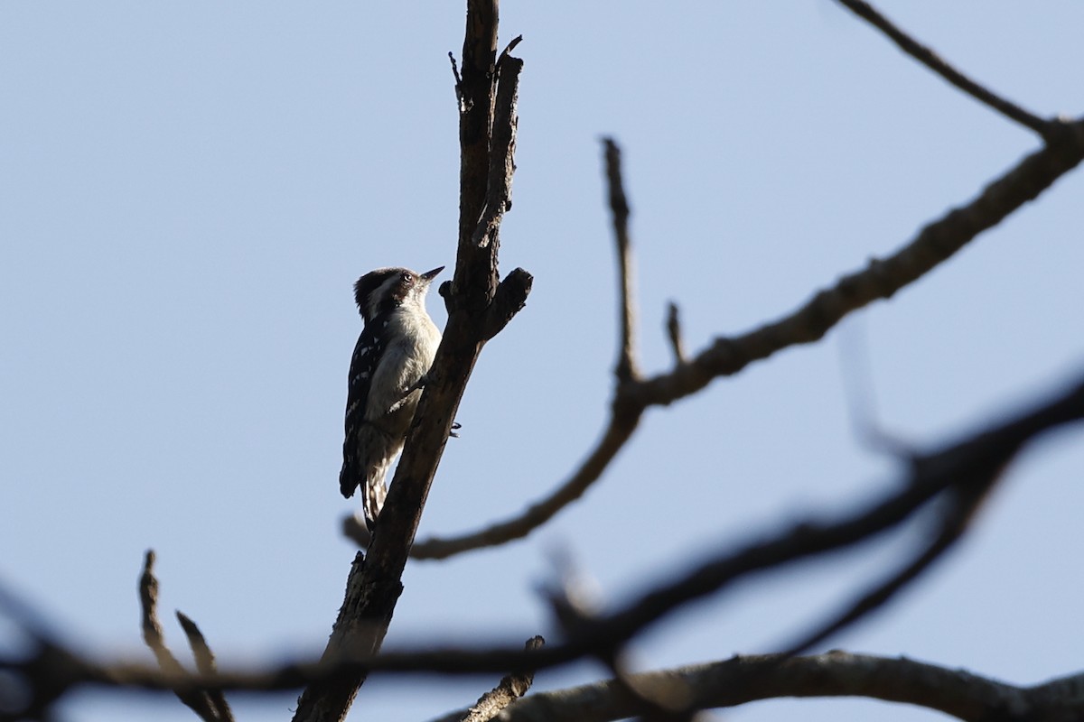 Brown-capped Pygmy Woodpecker - ML403327301