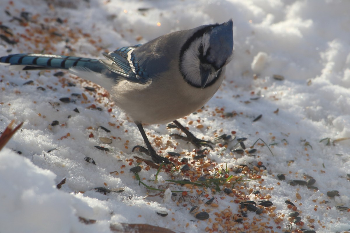 Blue Jay - ML403327341