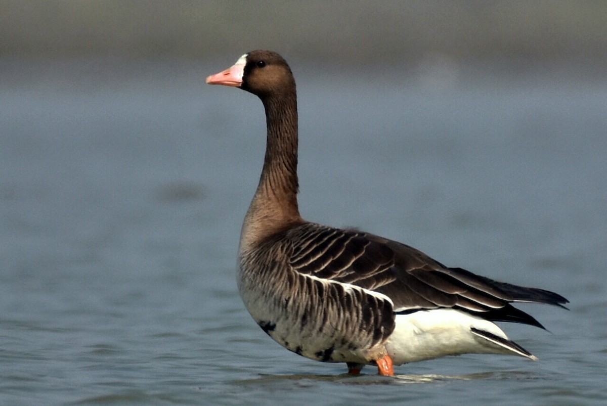 Greater White-fronted Goose - ML403327711