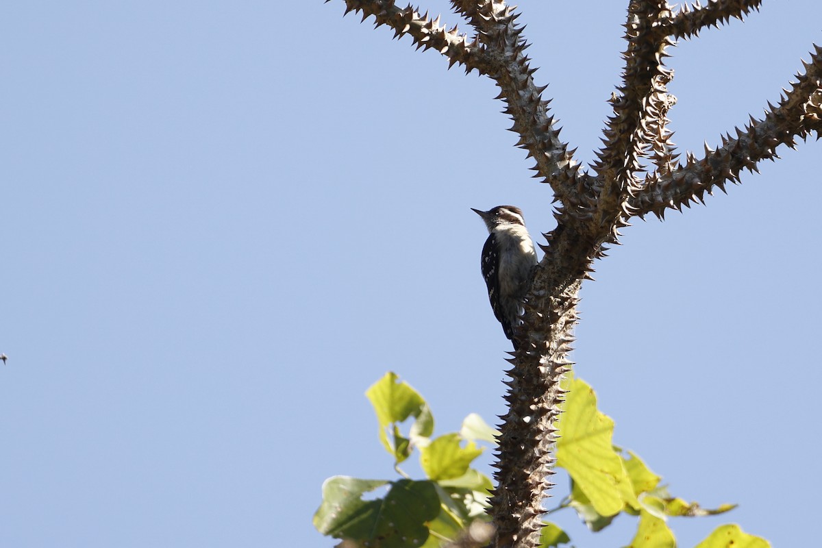 Brown-capped Pygmy Woodpecker - ML403327751