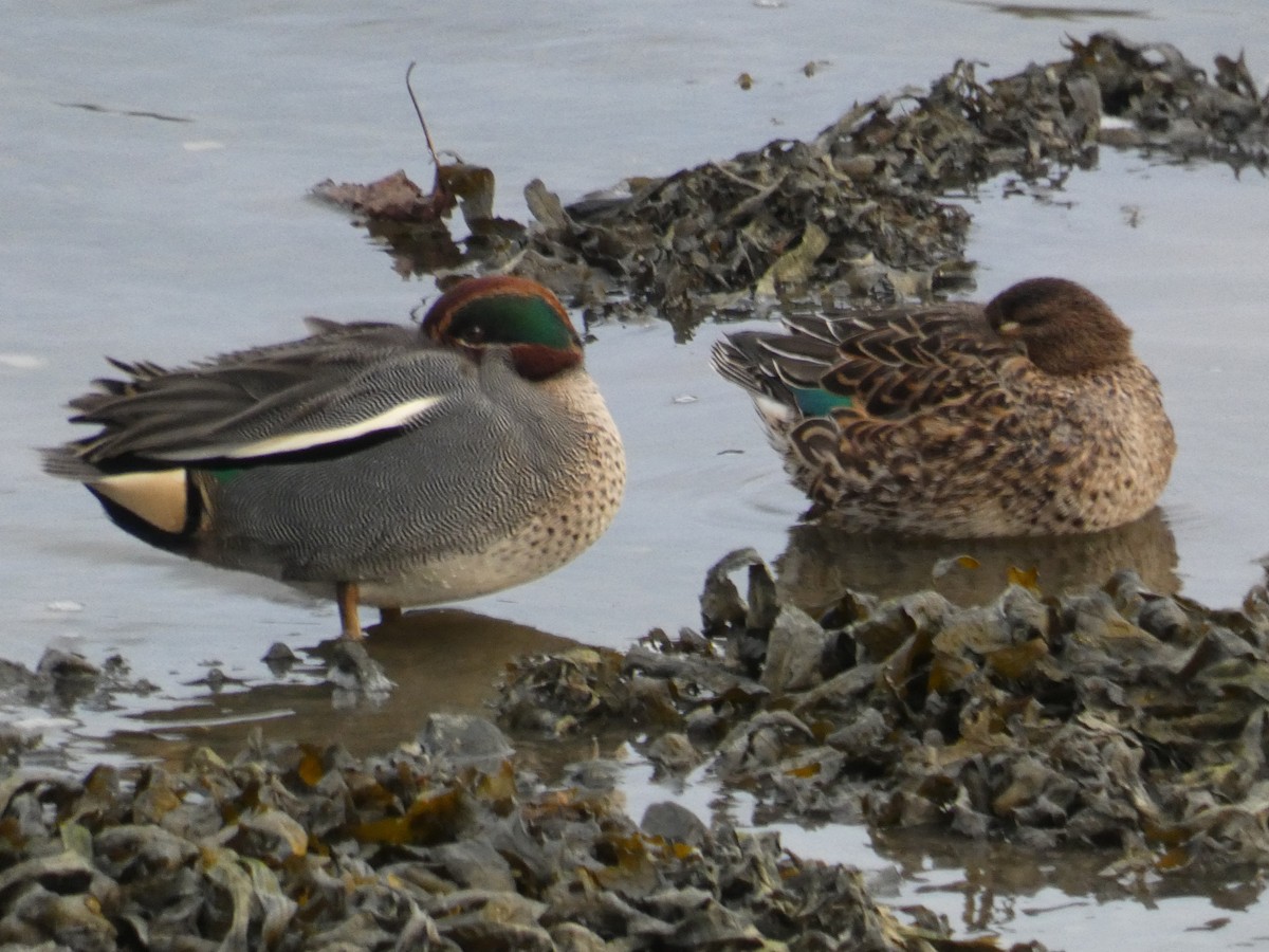 Green-winged Teal - ML403329161
