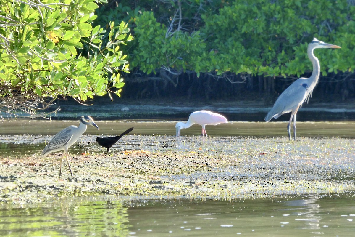 Yellow-crowned Night Heron - Rich Bayldon