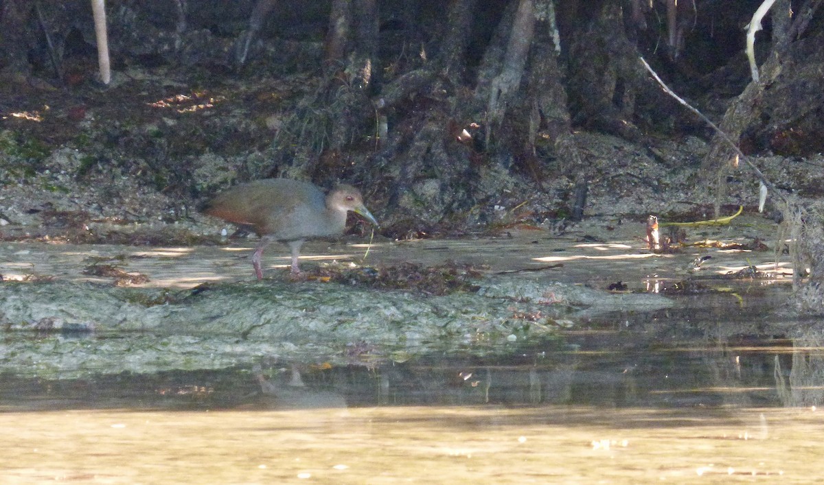 Rufous-necked Wood-Rail - Rich Bayldon