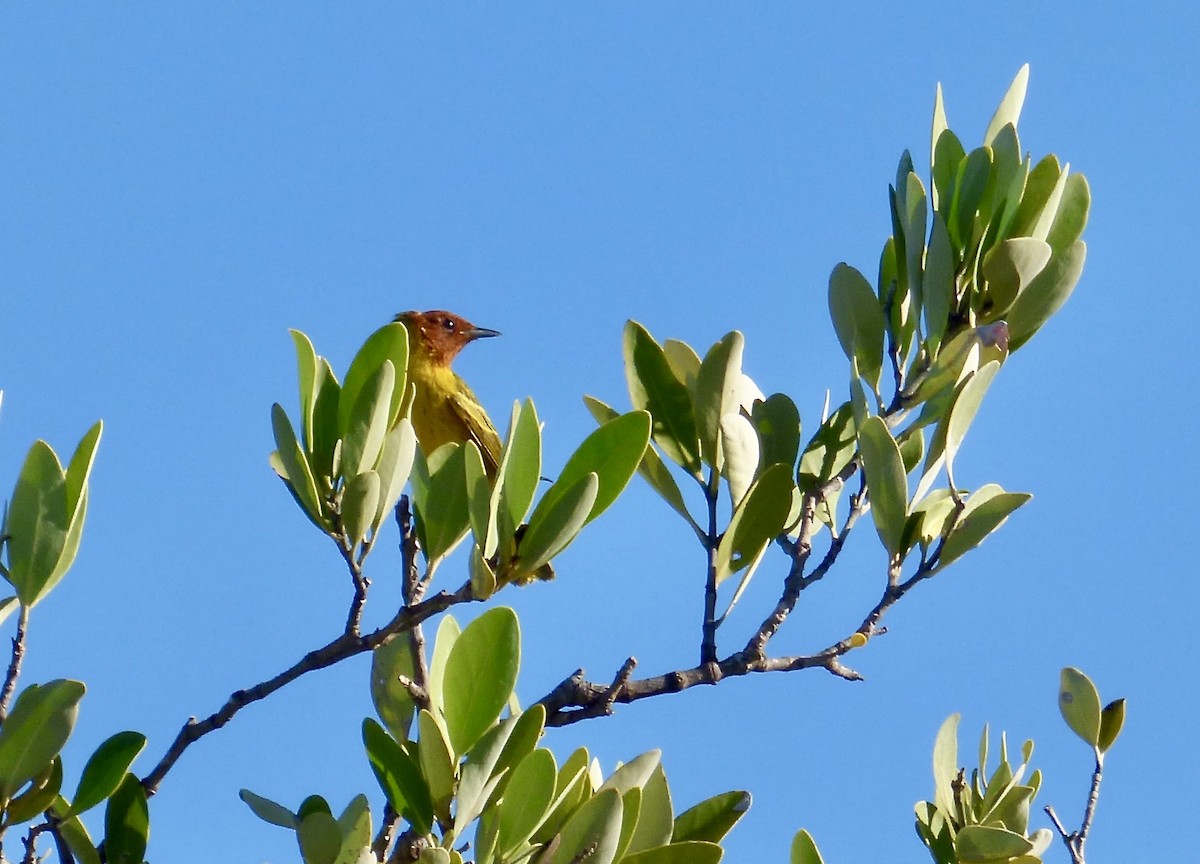 Yellow Warbler (Mangrove) - ML403333201