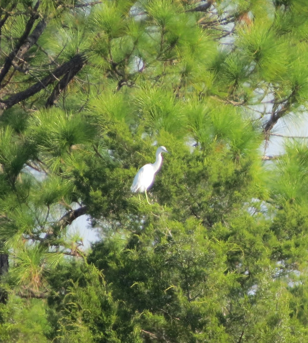 Little Blue Heron - ML40333341