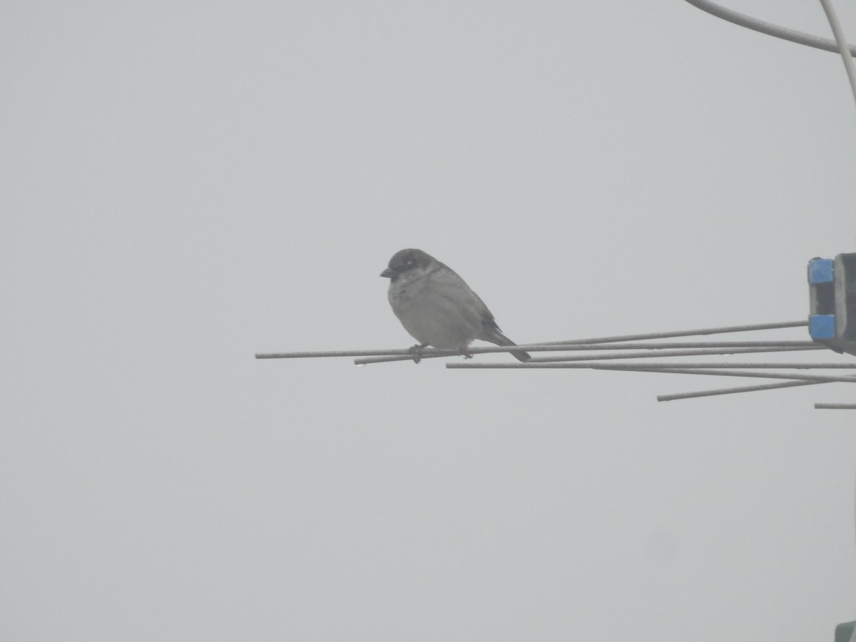 Moineau domestique - ML403333541