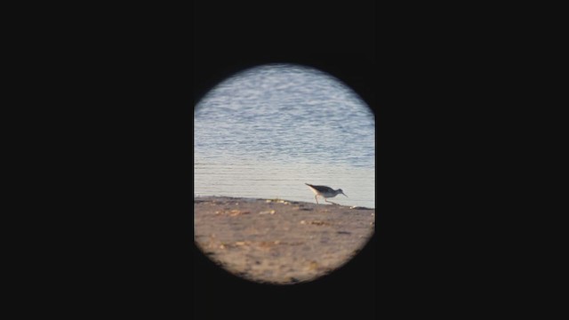 Wilson's Phalarope - ML403334181