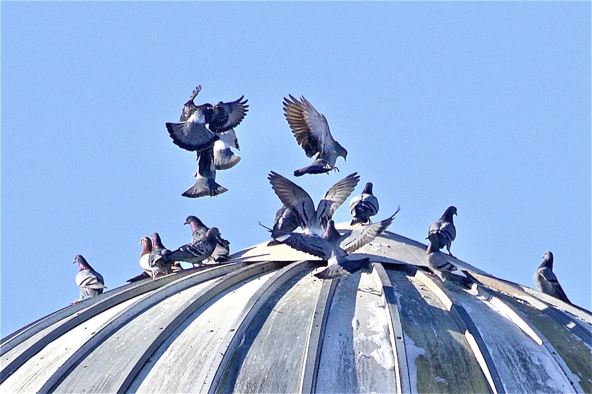 Rock Pigeon (Feral Pigeon) - Jack & Holly Bartholmai