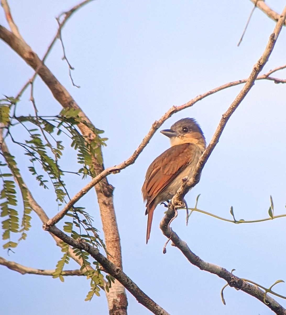 Rose-throated Becard - ML403335831