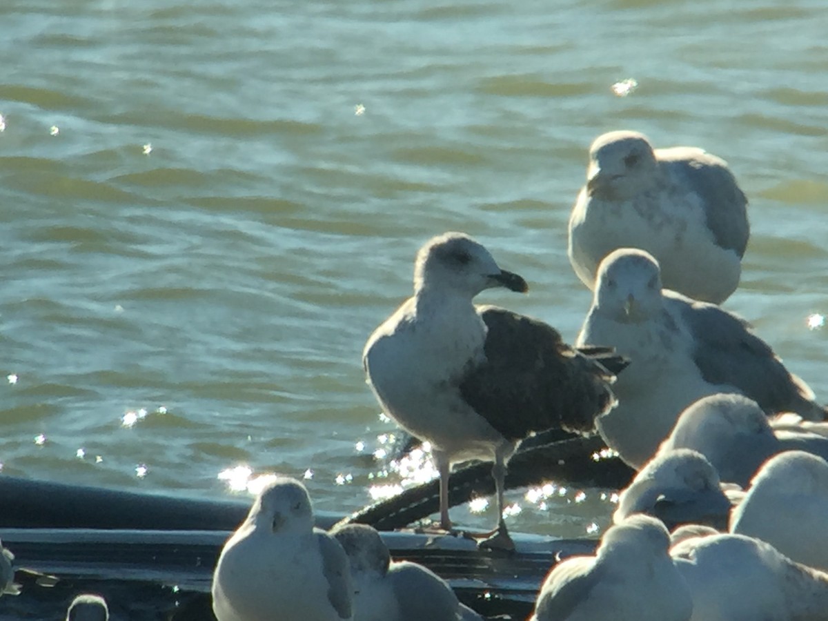 Lesser Black-backed Gull - ML40333641