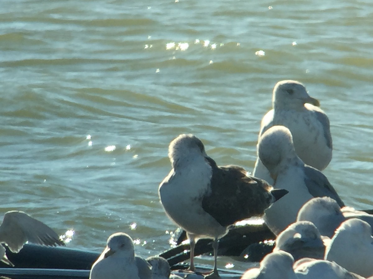 Gaviota Sombría - ML40333651