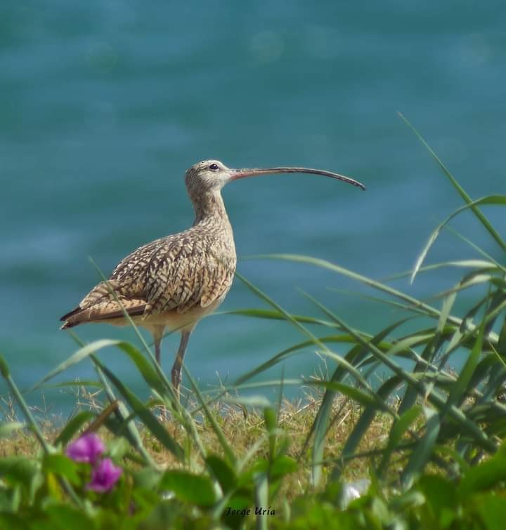 Long-billed Curlew - ML403337041