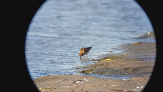 Least Sandpiper - ML403337621