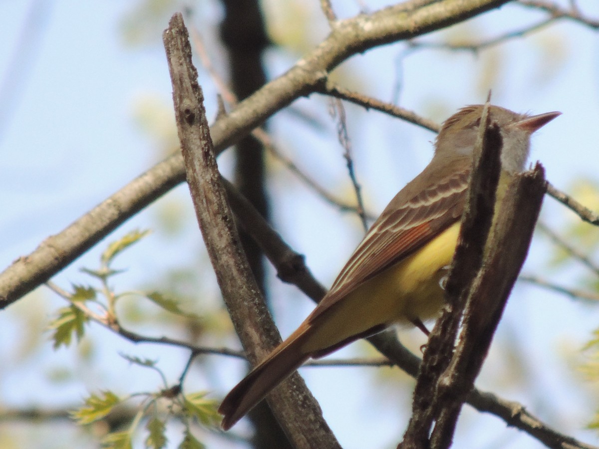 Great Crested Flycatcher - ML403339201