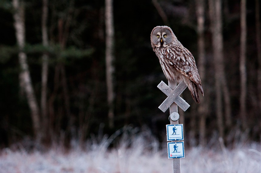 Great Gray Owl - ML40334041