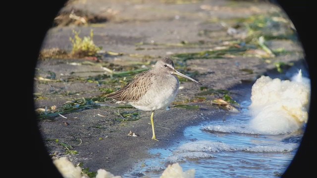 Long-billed Dowitcher - ML403341661