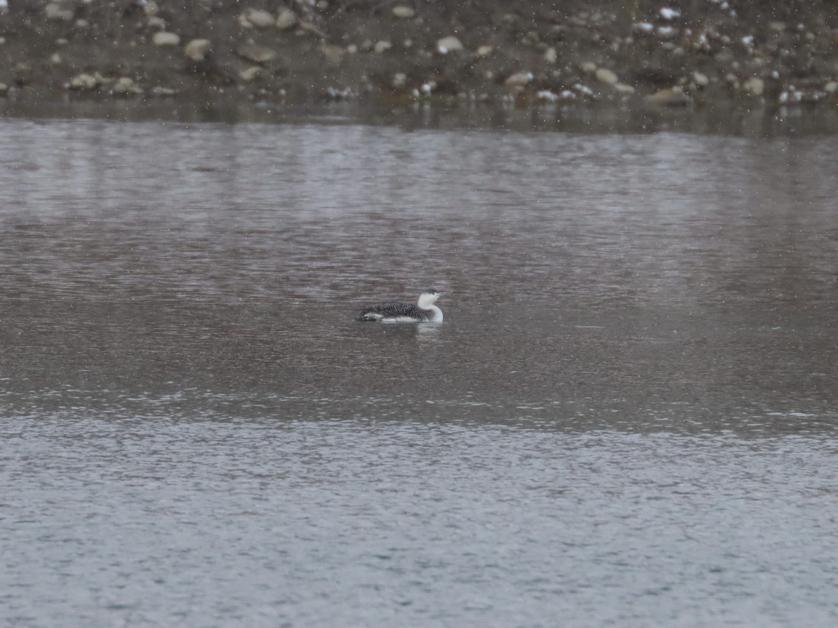 Red-throated Loon - ML403344411