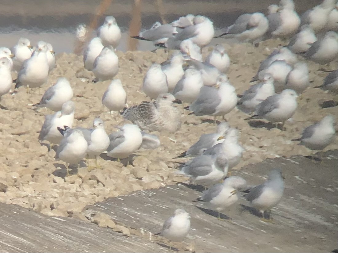 Great Black-backed Gull - ML403345121