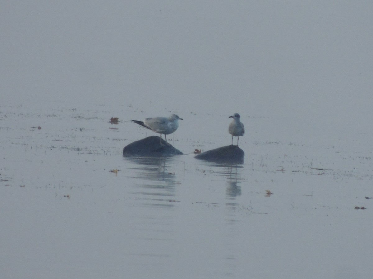 Laughing Gull - Paul Bernhardt