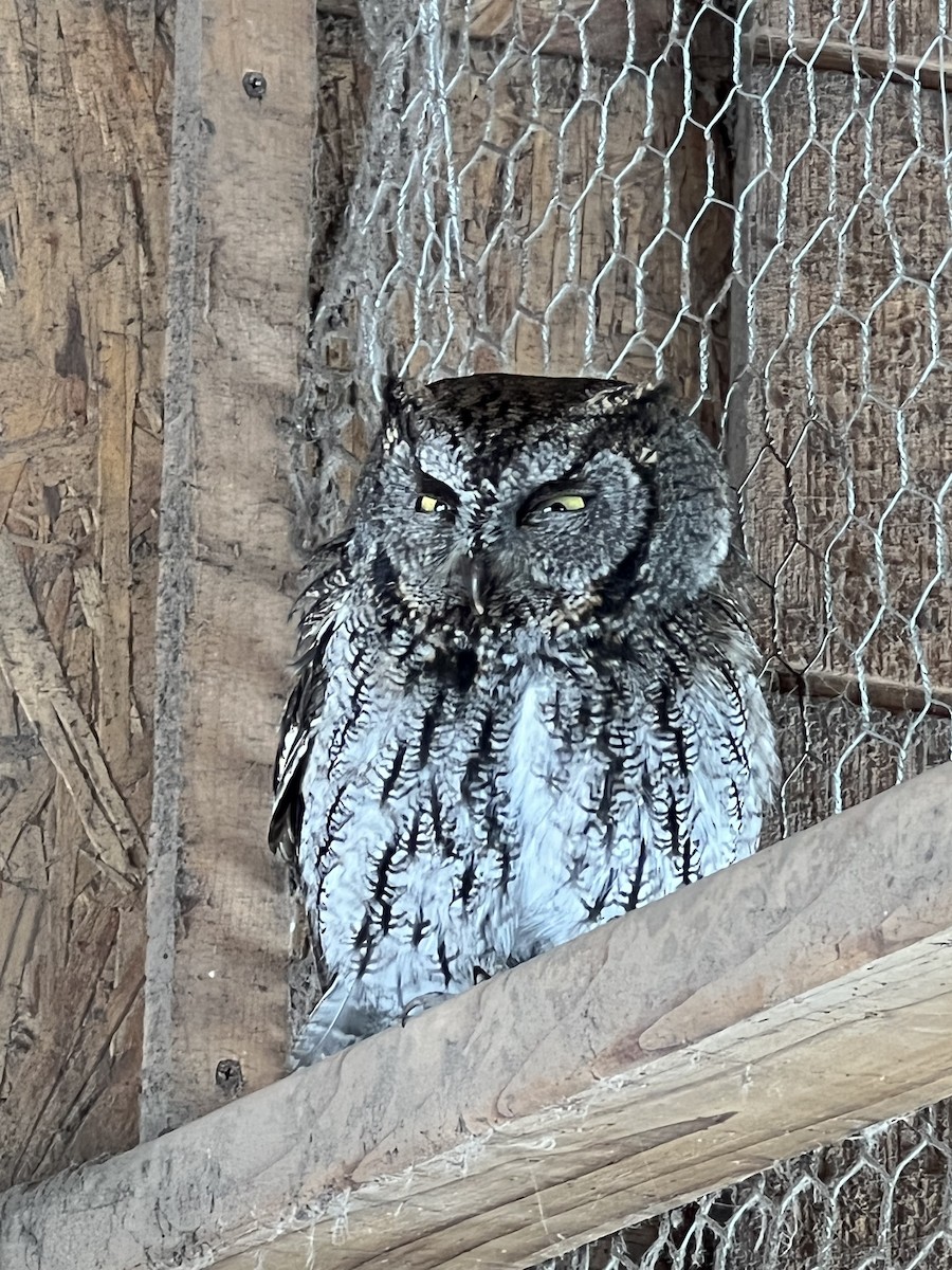 Western Screech-Owl - ML403346341