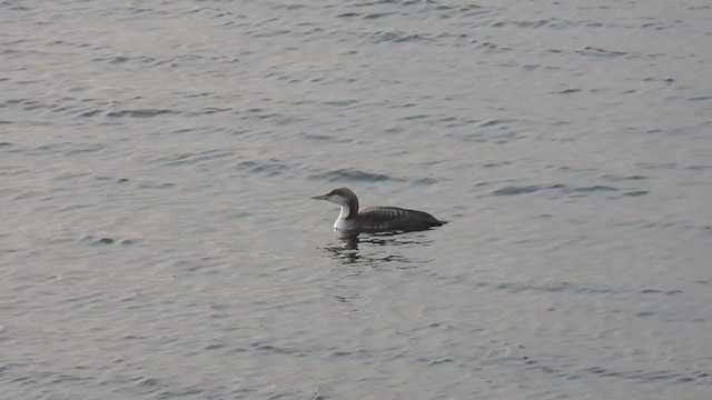 Pacific Loon - ML403351251