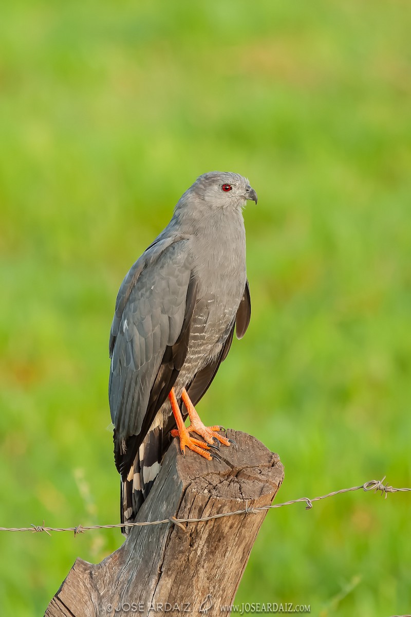 Buse échasse (caerulescens) - ML403353001