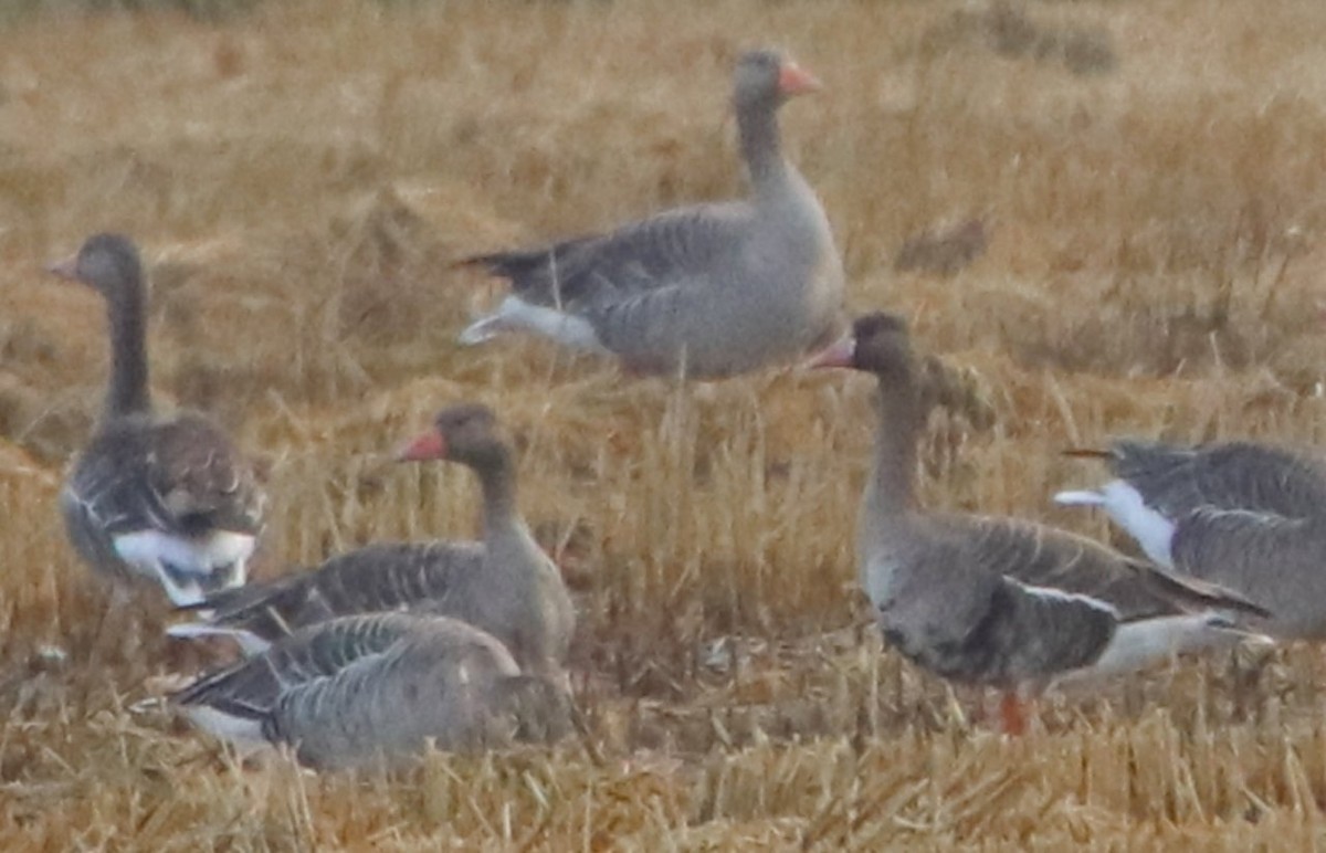 Greater White-fronted Goose - ML403353011