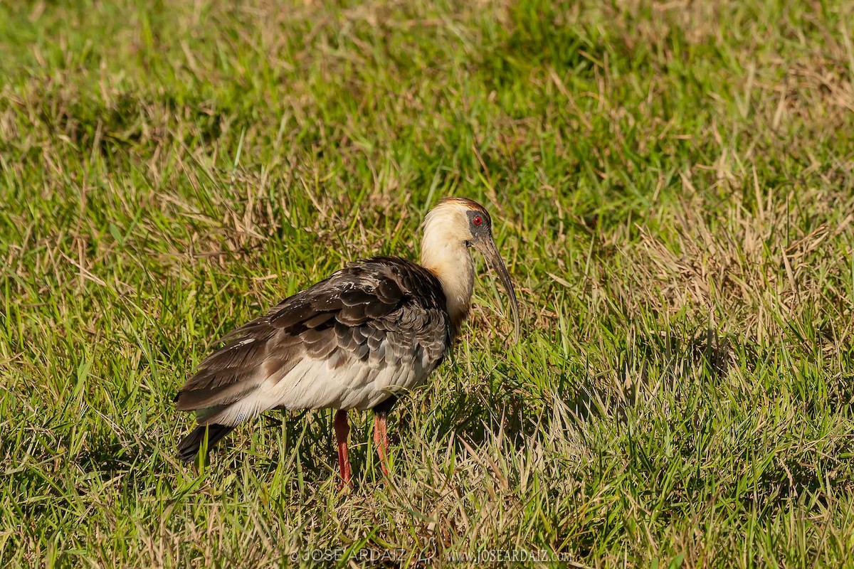 Buff-necked Ibis - ML403353811