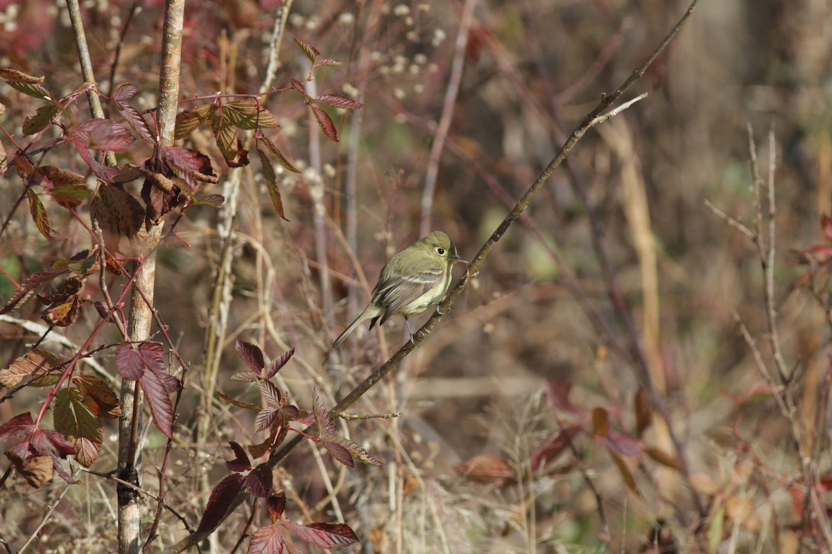 Western Flycatcher - ML403353841