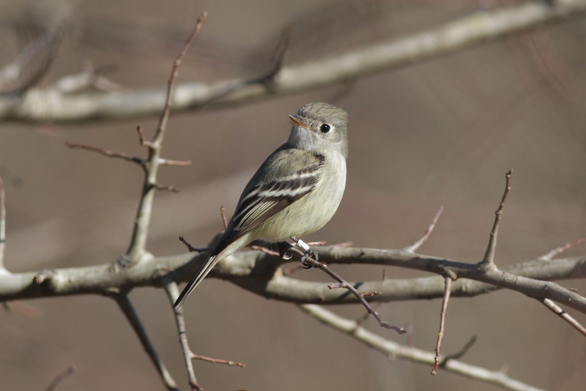 Hammond's Flycatcher - ML403354911