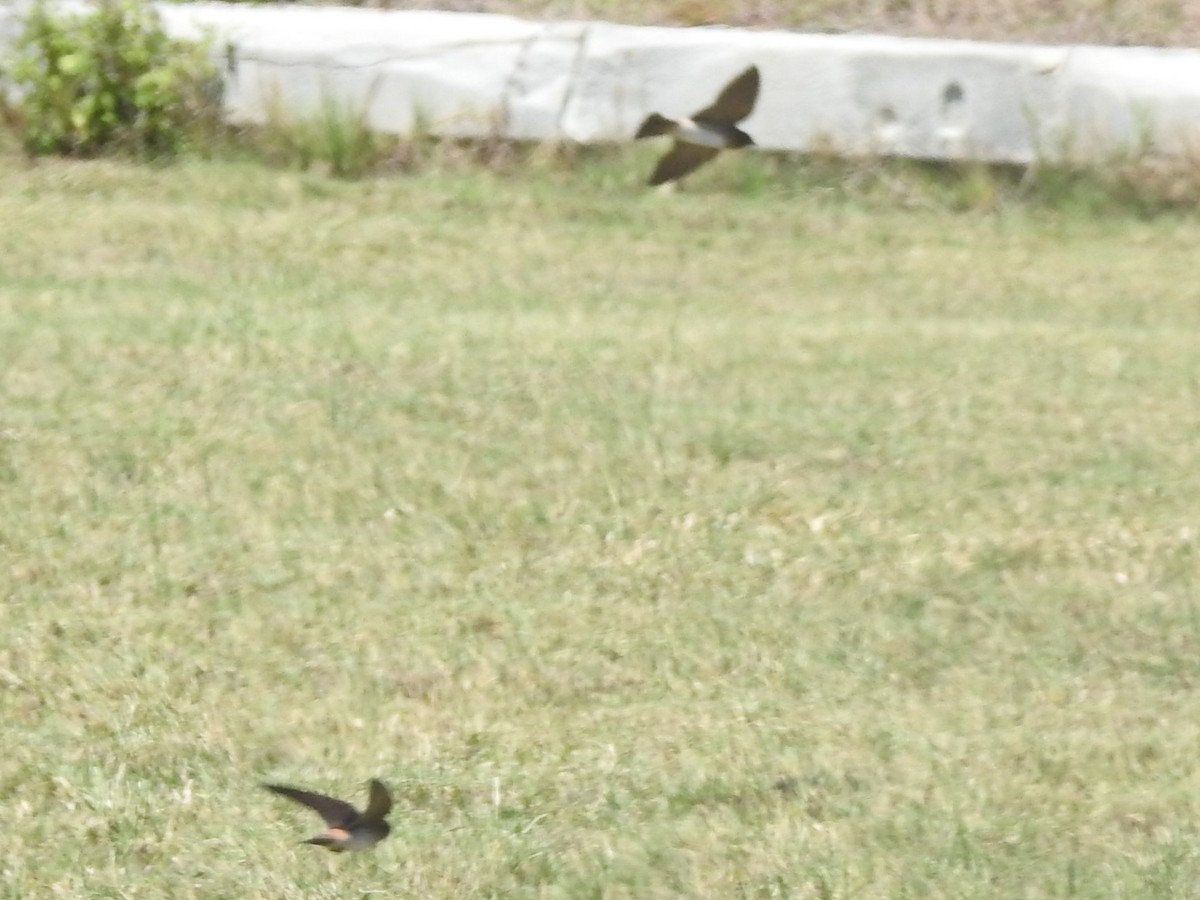 Cave Swallow - Clay Bliznick