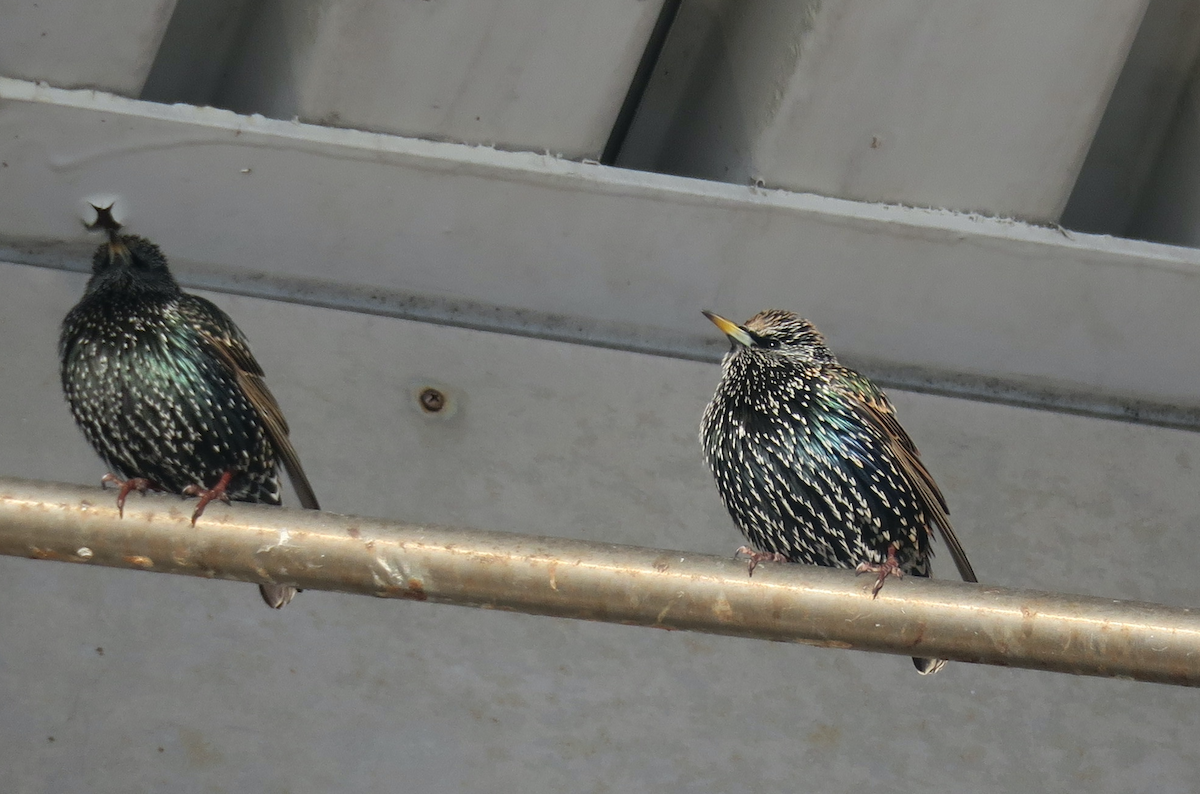 European Starling - ML403356531