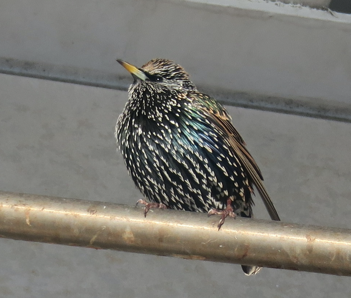 European Starling - ML403356551