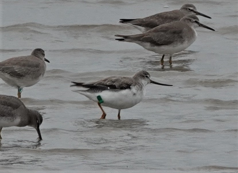 Terek Sandpiper - ML403357091