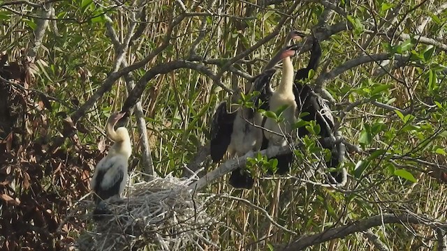 Anhinga - ML403357891