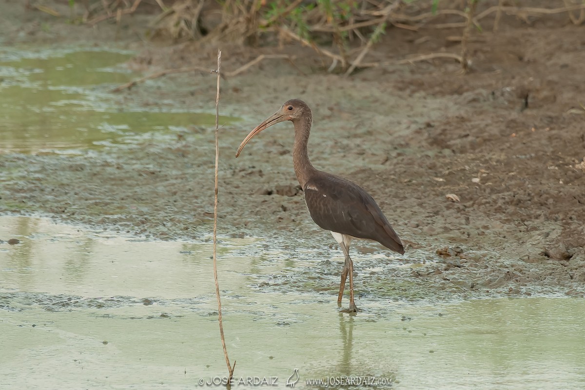 White Ibis - José Ardaiz Ganuza