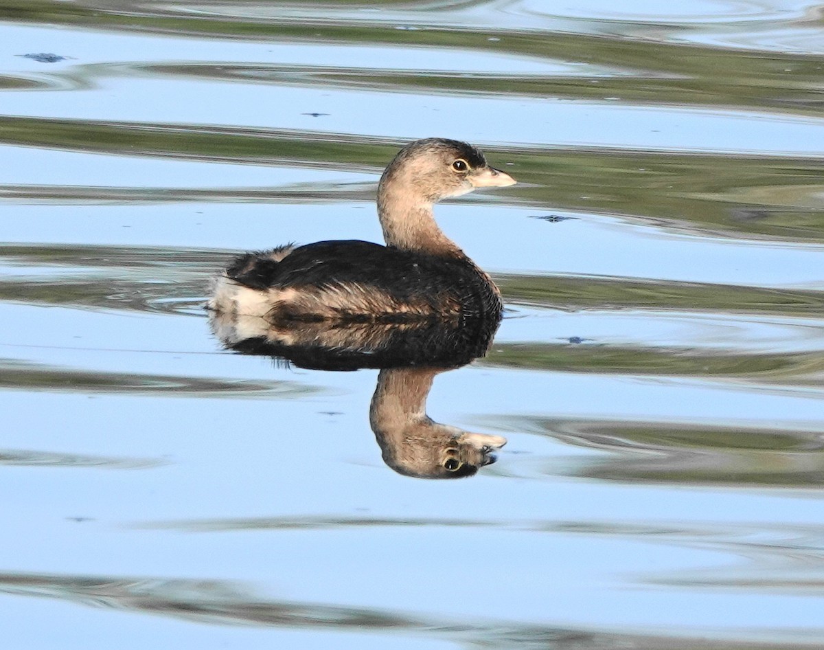 Pied-billed Grebe - ML403359701