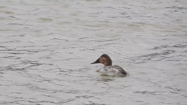 Canvasback - ML403360061