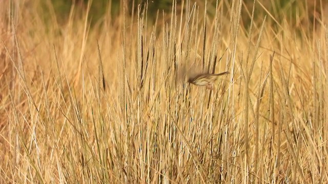 Sierra Madre Sparrow - ML403360181