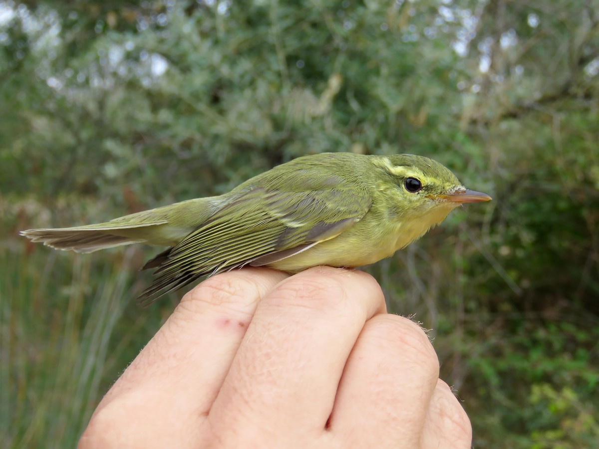 Mosquitero del Cáucaso - ML403360241