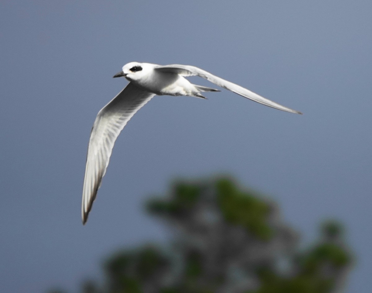 Forster's Tern - ML403360711