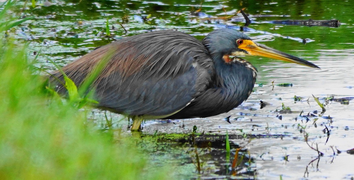 Tricolored Heron - ML403360971