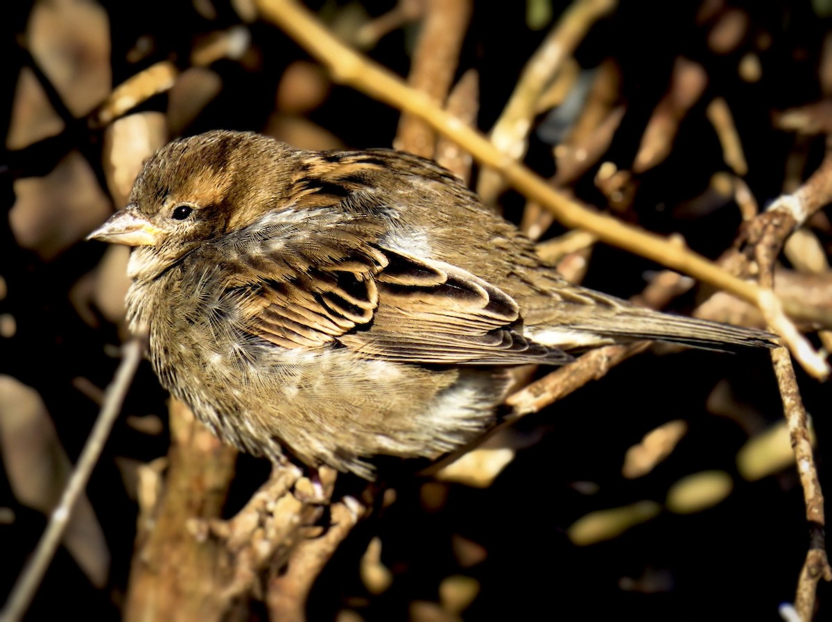 House Sparrow - Jan Sathya